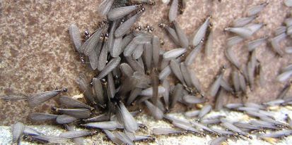 4～5月の繁殖時期に羽アリが大量発生しやすい