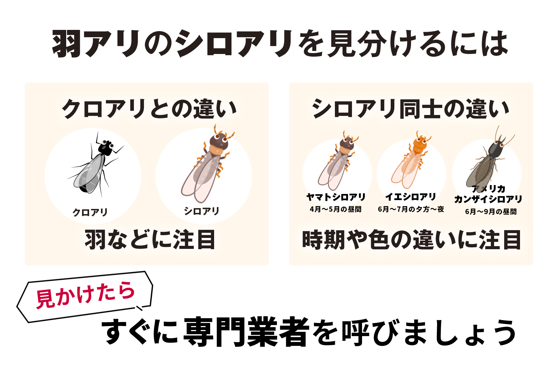 シロアリ・羽アリの種類の見分け方