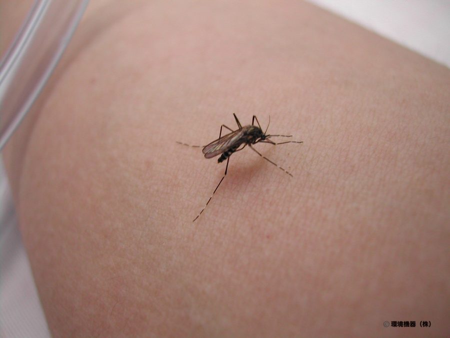 人の腕で吸血するヒトスジシマカ（ヤブ蚊）