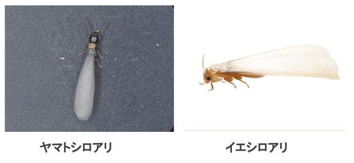 シロアリは冬でも活動している?活動時期や対策を徹底解説 | シロアリの雨宮のコラム