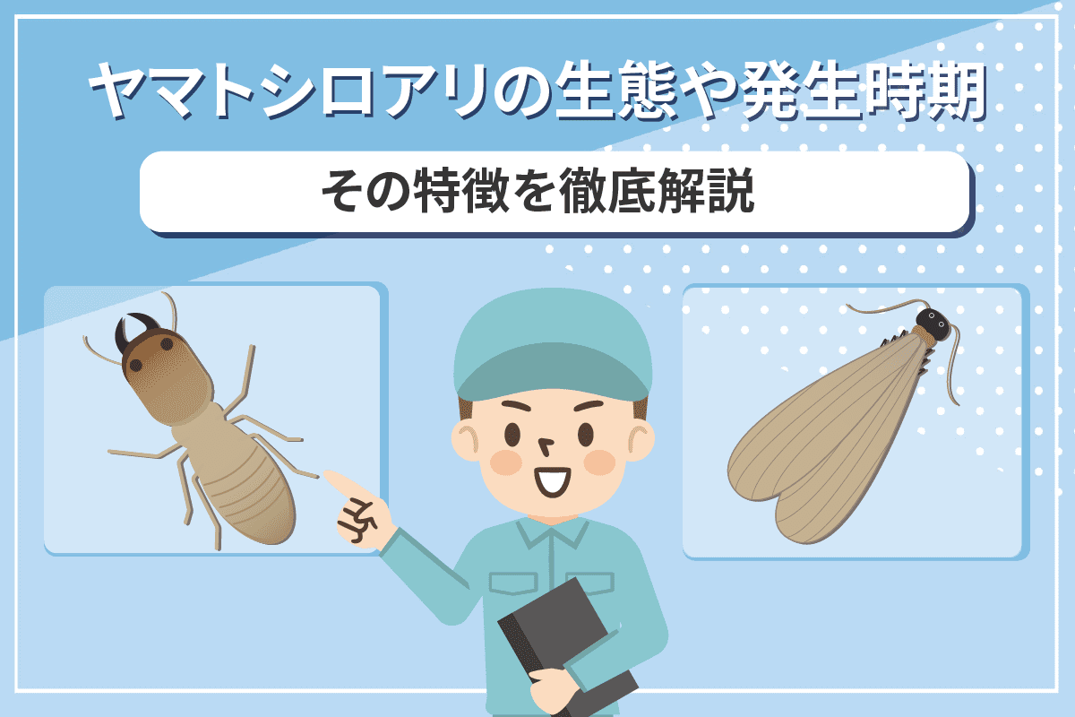 ヤマトシロアリの生態や自宅に与える被害は イエシロアリとの見分け方も解説 シロアリの雨宮のコラム