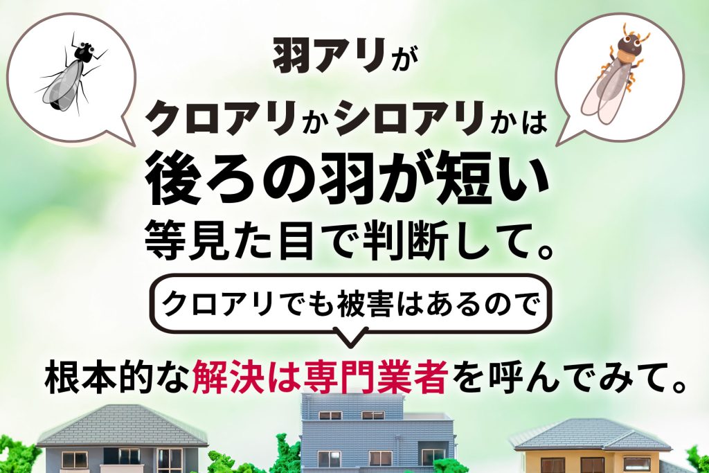 黒アリ羽アリ死骸掃除 | 黒い羽アリ いつから , 羽アリの見分け方【画像付き完全解説版】 – MORO