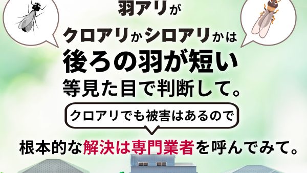 羽アリの正体はクロアリかも？特徴を解説し侵入予防や駆除方法を紹介