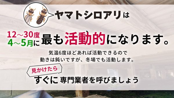 ヤマトシロアリの生態や自宅に与える被害は？イエシロアリとの見分け方も解説