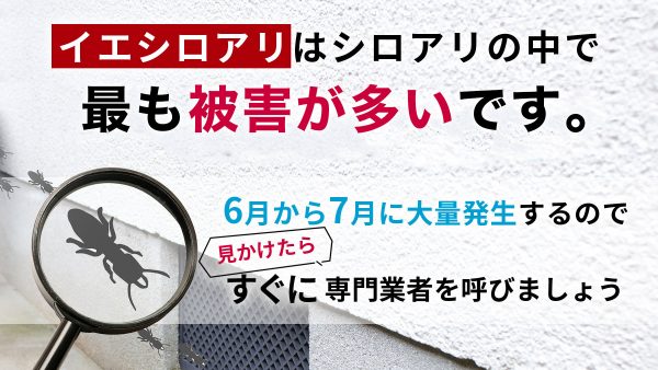 イエシロアリの特徴を徹底解説｜ヤマトシロアリとの違いは？