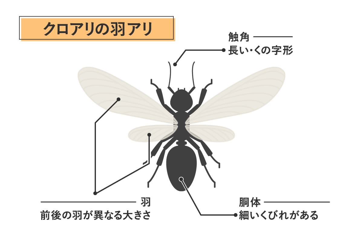 羽アリの正体はクロアリかも?特徴を解説し侵入予防や駆除方法を紹介 | シロアリの雨宮のコラム