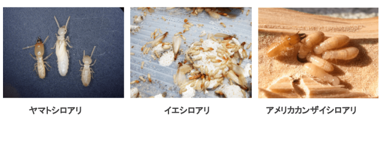 シロアリの特徴を画像で解説|似ている虫や対処法も詳しく紹介 | シロアリの雨宮のコラム