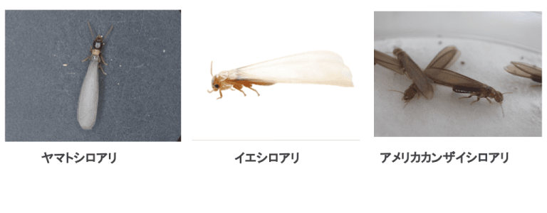 シロアリの特徴を画像で解説|似ている虫や対処法も詳しく紹介 | シロアリの雨宮のコラム
