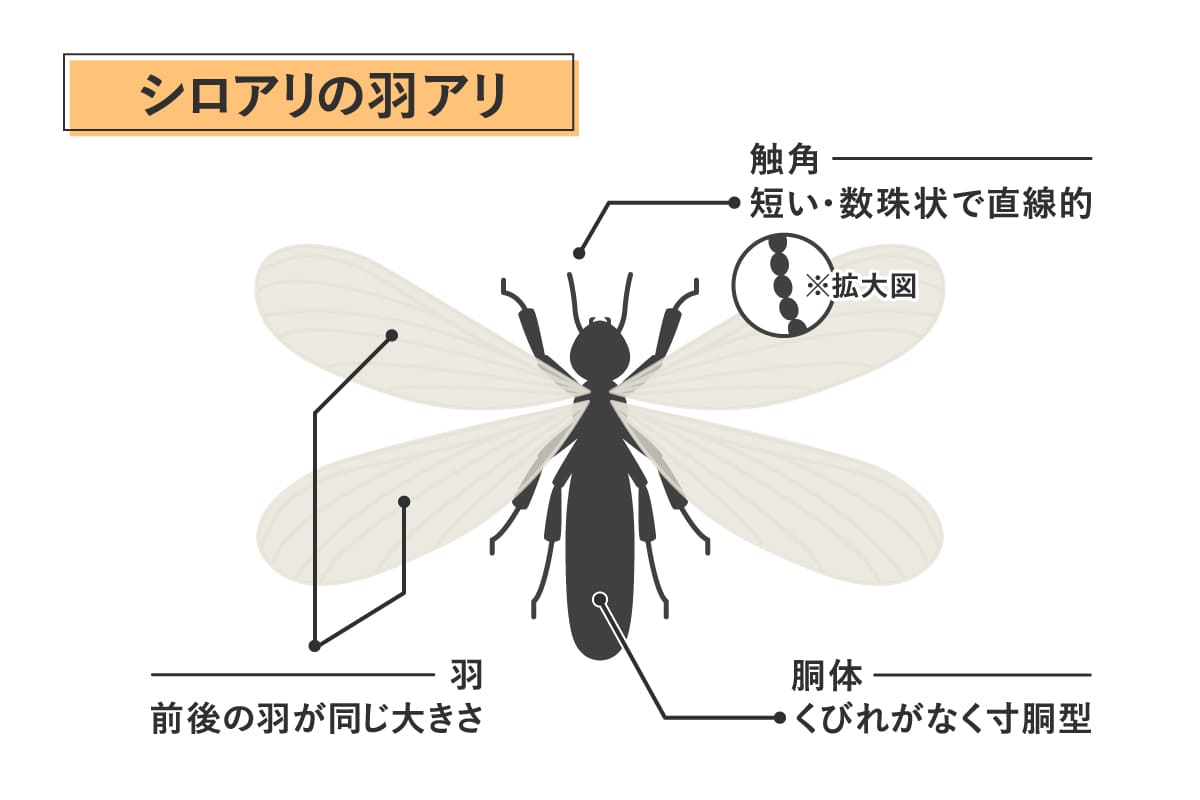 羽アリに似た虫の正体が知りたい|駆除・予防方法も徹底解説 | シロアリの雨宮のコラム