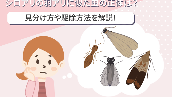 羽アリはどうやって見分ける？発生原因や対処法を徹底解説