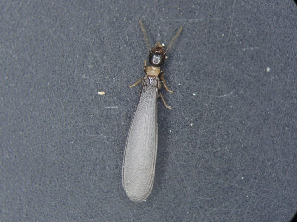 羽アリが発生する時期やその地域とは シロアリとクロアリの見分け方も徹底解説 シロアリの雨宮のコラム