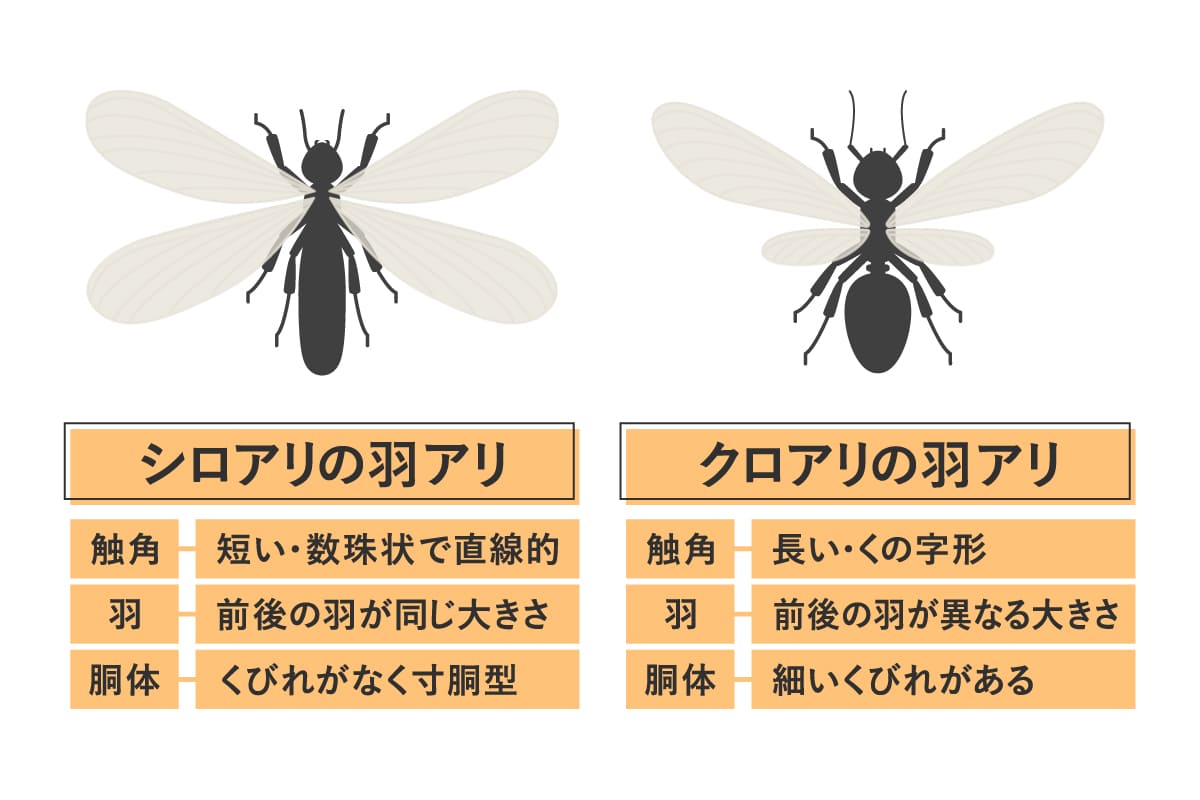 羽アリが発生する時期やその地域とは?シロアリとクロアリの見分け方も徹底解説 | シロアリの雨宮のコラム