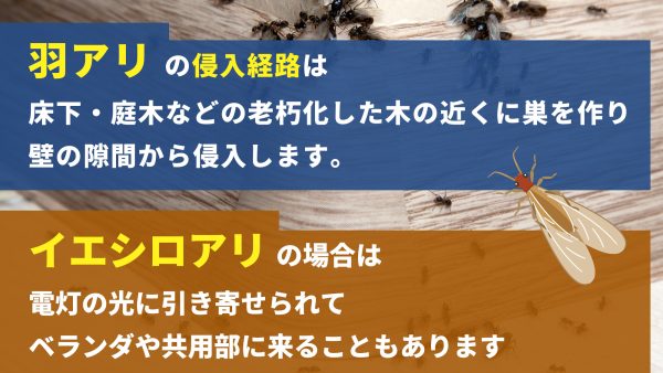 羽アリはどこから来る？侵入経路と対処法を解説