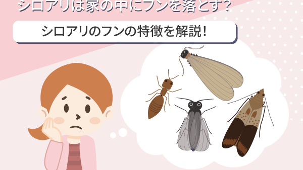 砂粒状のフンはアメリカカンザイシロアリの可能性が！？発見したら放置は厳禁