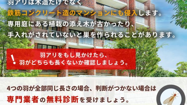 羽アリはマンションにも発生する？！侵入経路と対処法を解説