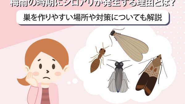 梅雨の時期にシロアリが発生する理由とは？巣を作りやすい場所や対策についても解説