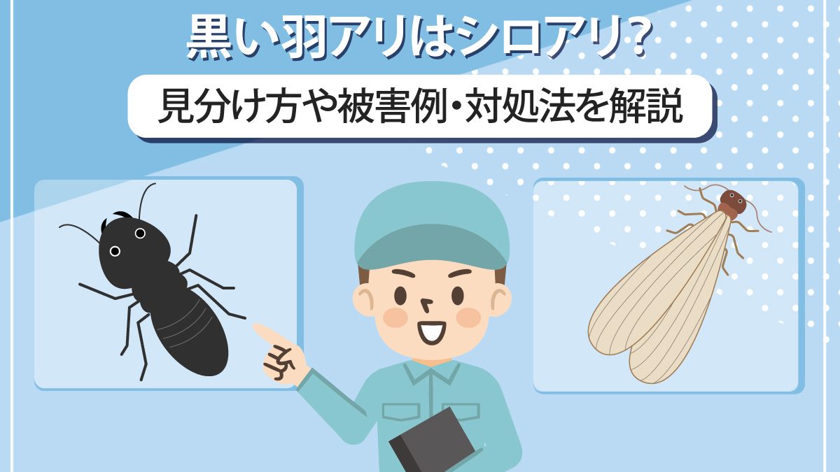 クロアリ羽アリ _ クロアリとシロアリの違い , クロアリの生態と駆除 – IBZN
