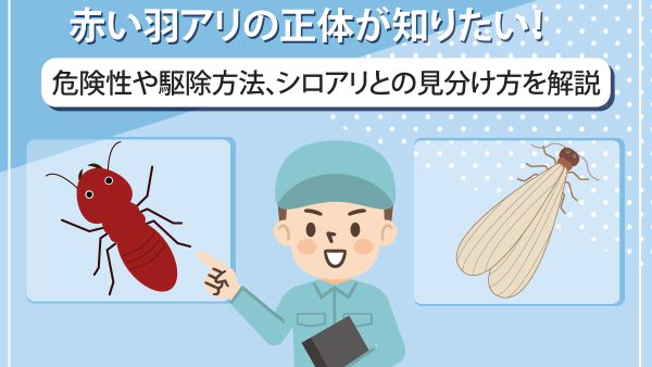 赤い羽アリの正体が知りたい！危険性や駆除方法、シロアリとの見分け方を解説
