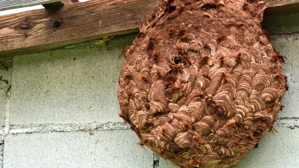 スズメバチ駆除は自分でできる？方法や手順と注意点・危険性、業者に頼む場合の費用相場などを解説