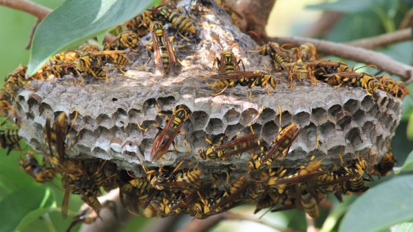 アシナガバチ駆除は自分でできる？方法や手順と注意点・危険性、業者に頼む場合の費用相場などを解説