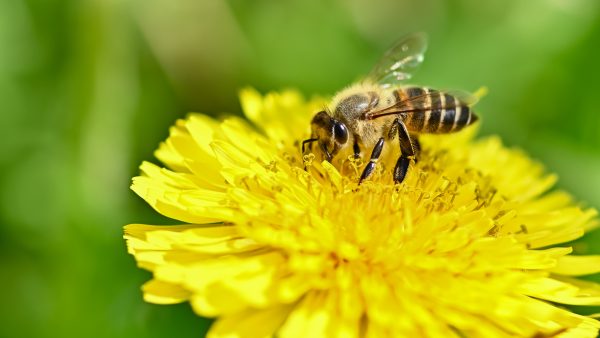 ミツバチ駆除は自分でできる？方法や手順と注意点・危険性、業者に頼む場合の費用相場などを解説