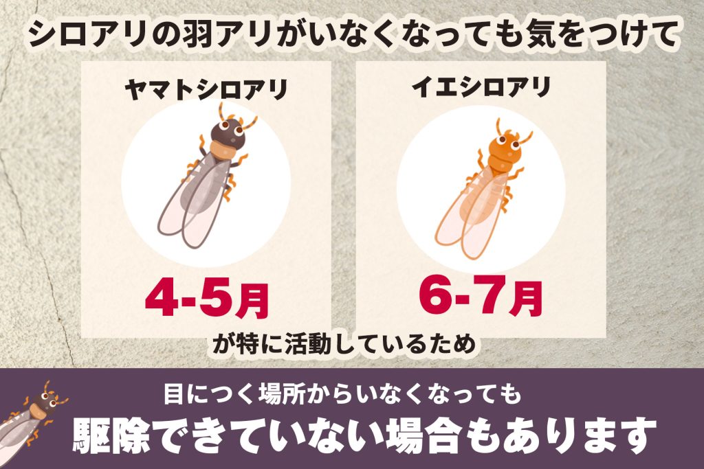 シロアリがいなくなったと思っても安心できない理由とは？生態や活動時期を解説 | シロアリの雨宮のコラム