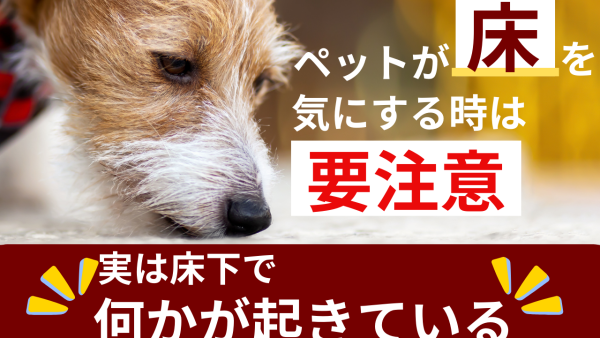 ペットが床を気にする時は要注意。実は床下に“音”があることも