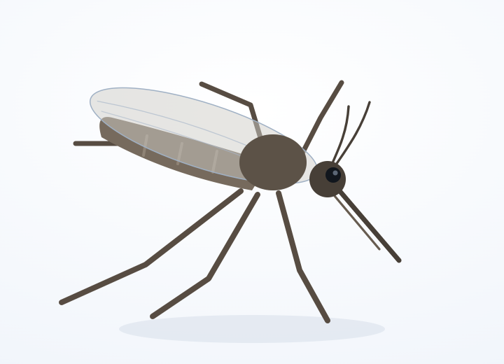 チカイエカ（Culex pipiens）