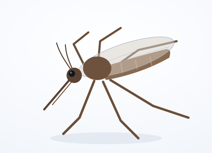 アカイエカ（Culex pipiens）