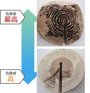 シロアリは柱の中を食い荒らす