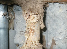 柱のシロアリ被害