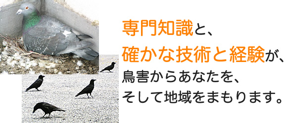 専門知識と、確かな技術と経験が、 鳥害からあなたを、
そして地域をまもります。