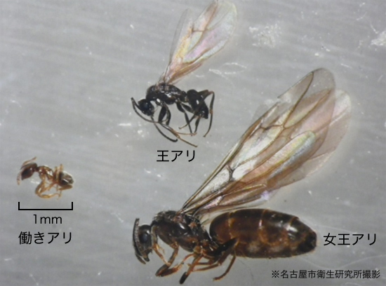 クロアリの生態と駆除 ｜シロアリ(白蟻)・害虫駆除対策の雨宮