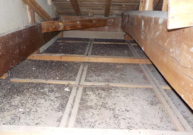 コウモリの侵入が確認された天井裏の例