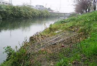 アライグマの捕獲網