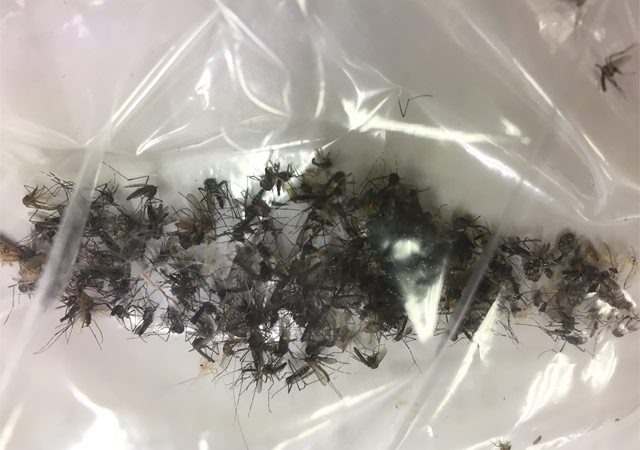 屋外の蚊の駆除に最適 一網打尽にできる捕虫器 Bgセンチネル２ とは シロアリ 白蟻 害虫駆除対策の雨宮